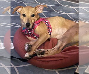 Golden Retriever-Retriever Mix Dogs for adoption in Plainfield, IL, USA