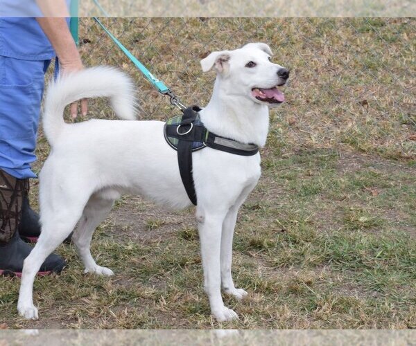 Medium Photo #2 Canaan Dog-Huskies  Mix Puppy For Sale in Anniston, AL, USA