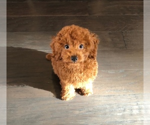 Poodle (Toy) Puppy for sale in CHANTILLY, VA, USA