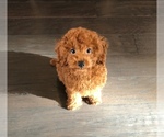 Small Photo #1 Poodle (Toy) Puppy For Sale in CHANTILLY, VA, USA