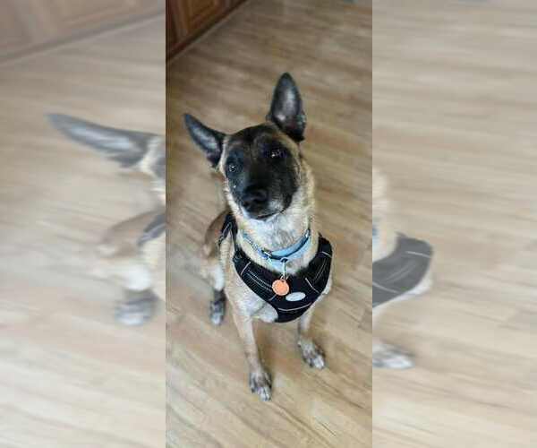Medium Photo #3 Mutt Puppy For Sale in Imlay City, MI, USA