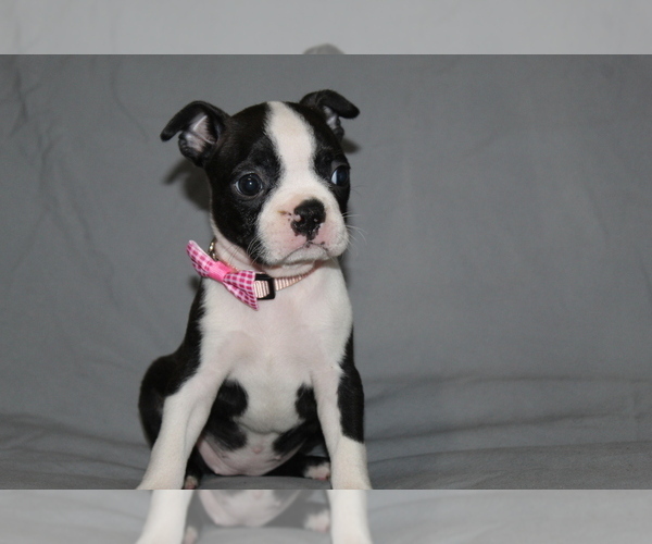 Medium Photo #5 Boston Terrier Puppy For Sale in BROOKSVILLE, FL, USA