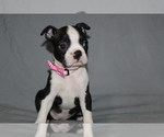 Small #4 Boston Terrier