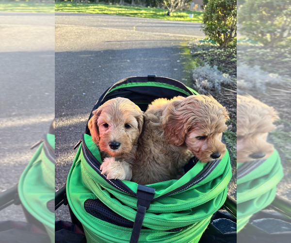 Medium Photo #3 Australian Labradoodle Puppy For Sale in BRUSH PRAIRIE, WA, USA