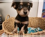 Small Photo #5 Chihuahua Puppy For Sale in MARIETTA, GA, USA