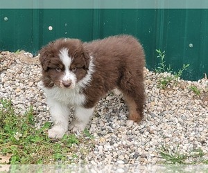 Australian Shepherd Puppy for Sale in WHITE CLOUD, Michigan USA