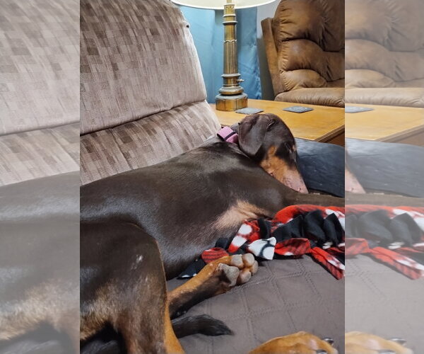 Medium Photo #8 Doberman Pinscher Puppy For Sale in Minneaoplis, MN, USA