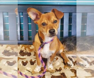 Red Heeler-Unknown Mix Dogs for adoption in Amarillo, TX, USA