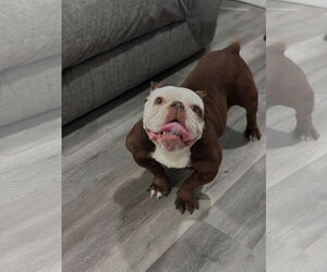 Bulldog-Unknown Mix Dogs for adoption in Las Vegas, NV, USA