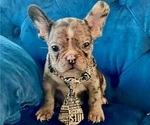 Small French Bulldog