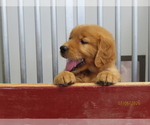 Small #4 Golden Retriever