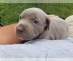 Small Photo #4 Cane Corso Puppy For Sale in PHILLIPSTON, MA, USA