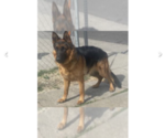 Small Photo #19 German Shepherd Dog Puppy For Sale in MERCED, CA, USA