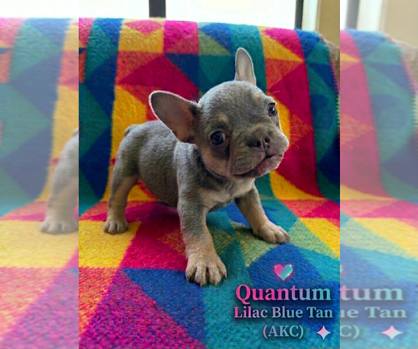 Medium Photo #2 French Bulldog Puppy For Sale in RENTON, WA, USA