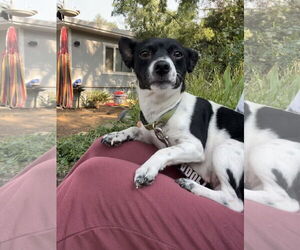 Rat Terrier-Unknown Mix Dogs for adoption in Chico, CA, USA