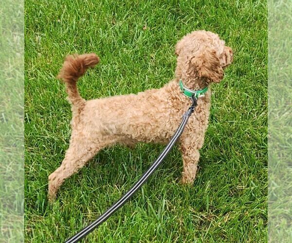 Medium Photo #1 Cavapoo Puppy For Sale in EAST EARL, PA, USA