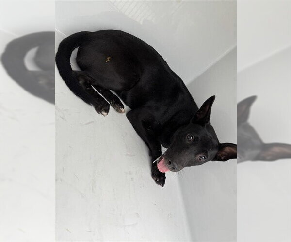 Medium Photo #1 Australian Kelpie-Unknown Mix Puppy For Sale in Houston, TX, USA