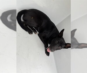 Australian Kelpie-Unknown Mix Dogs for adoption in Houston, TX, USA