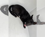 Small Australian Kelpie Mix