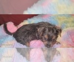 Puppy Angelite Yorkshire Terrier