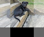 Small #3 American Pit Bull Terrier-American Staffordshire Terrier Mix