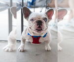 Small #3 French Bulldog