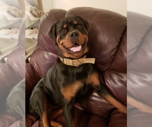 Mother of the Rottweiler puppies born on 03/15/2020