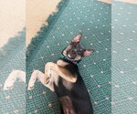 Small #1 Chihuahua-German Shepherd Dog Mix