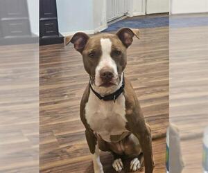 American Staffordshire Terrier-Unknown Mix Dogs for adoption in San Antonio, TX, USA