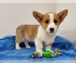 Small #6 Pembroke Welsh Corgi