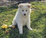 Puppy Puppy 3 American Eskimo Dog (Toy)-Border-Aussie Mix