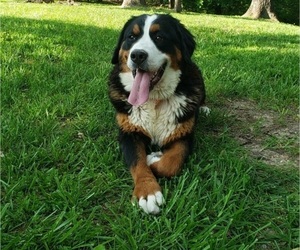 Mother of the Bernese Mountain Dog puppies born on 08/19/2025