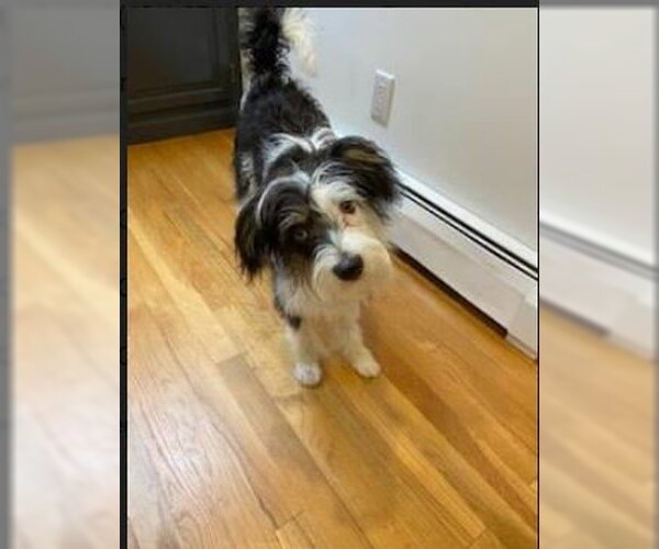 Medium Photo #7 Mutt Puppy For Sale in Cranston, RI, USA