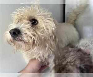 Maltese-Unknown Mix Dogs for adoption in Houston, TX, USA