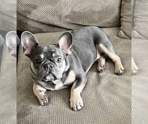 French Bulldog Puppy for sale in DEERFIELD, IL, USA