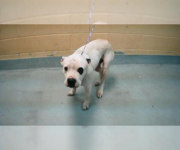 Medium Photo #1 Mutt Puppy For Sale in Tulsa, OK, USA