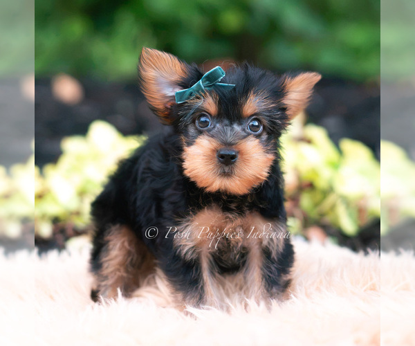 Medium Photo #94 Yorkshire Terrier Puppy For Sale in WARSAW, IN, USA