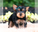 Small Photo #94 Yorkshire Terrier Puppy For Sale in WARSAW, IN, USA