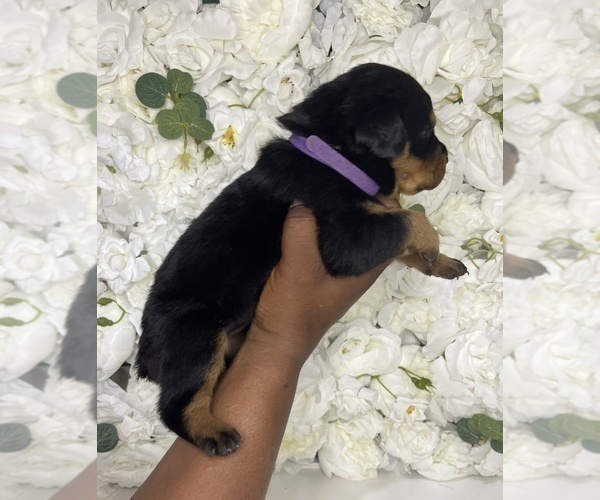Medium Photo #17 Rottweiler Puppy For Sale in FORT WORTH, TX, USA