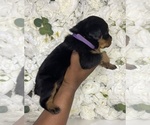 Small Photo #17 Rottweiler Puppy For Sale in FORT WORTH, TX, USA