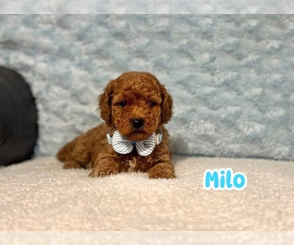 Medium Photo #1 Cavapoo Puppy For Sale in CAMPBELLSVILLE, KY, USA