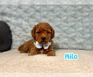 Cavapoo Puppy for sale in CAMPBELLSVILLE, KY, USA