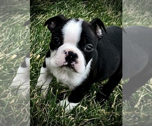 Boston Terrier Puppy for sale in LANCASTER, NY, USA