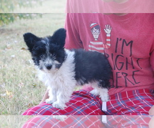 Miniature Australian Shepherd Puppy for sale in HARRISON, AR, USA