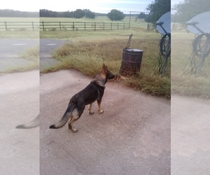German Shepherd Dog Puppy for sale in LIPAN, TX, USA