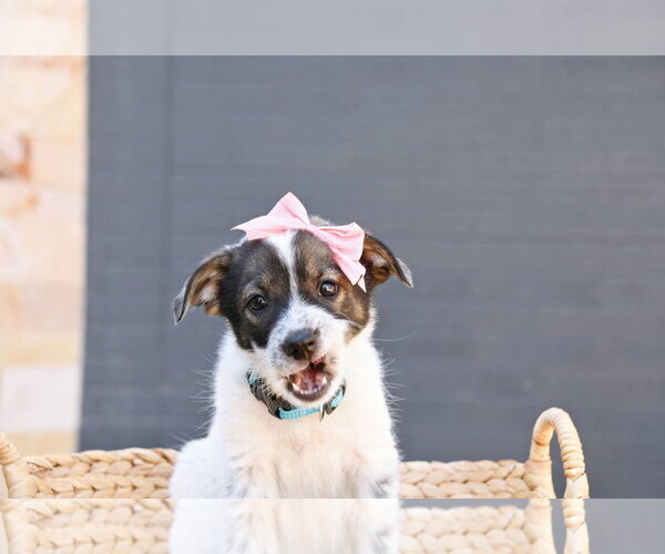 Medium Photo #2 Cairn Terrier-Unknown Mix Puppy For Sale in Sandy, UT, USA