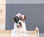 Small #1 Cairn Terrier Mix