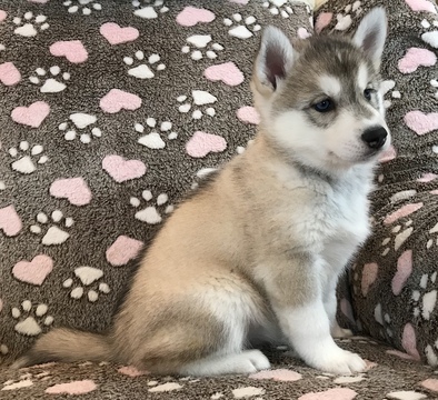 Medium Photo #1 Siberian Husky Puppy For Sale in CLEMENTS, MD, USA
