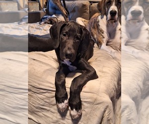 Great Dane Puppy for sale in WARSAW, NY, USA