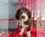 Small Photo #1 Bordoodle Puppy For Sale in BAILEYTON, TN, USA